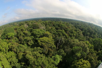 Desmatamento no Amazonas tem maior queda do ano em novembro, aponta Imazon
