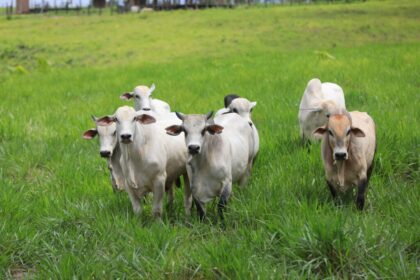Adaf reforça importância da vacinação contra raiva em herbívoros em seis municípios do estado