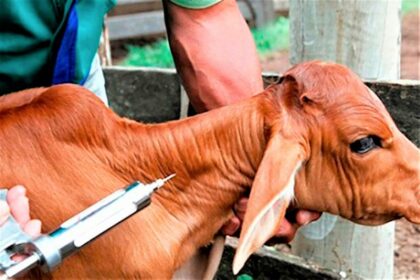 Médicos veterinários devem realizar atualização do cadastro no programa de vacinação contra a brucelose