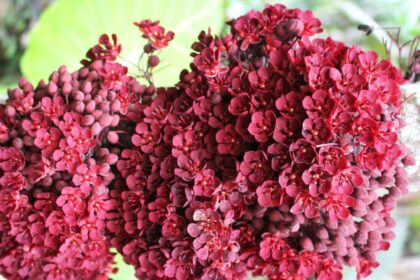 Em Manaus, pesquisa analisa perfis químicos de Plantas Não Convencionais para chás e fermentados  
