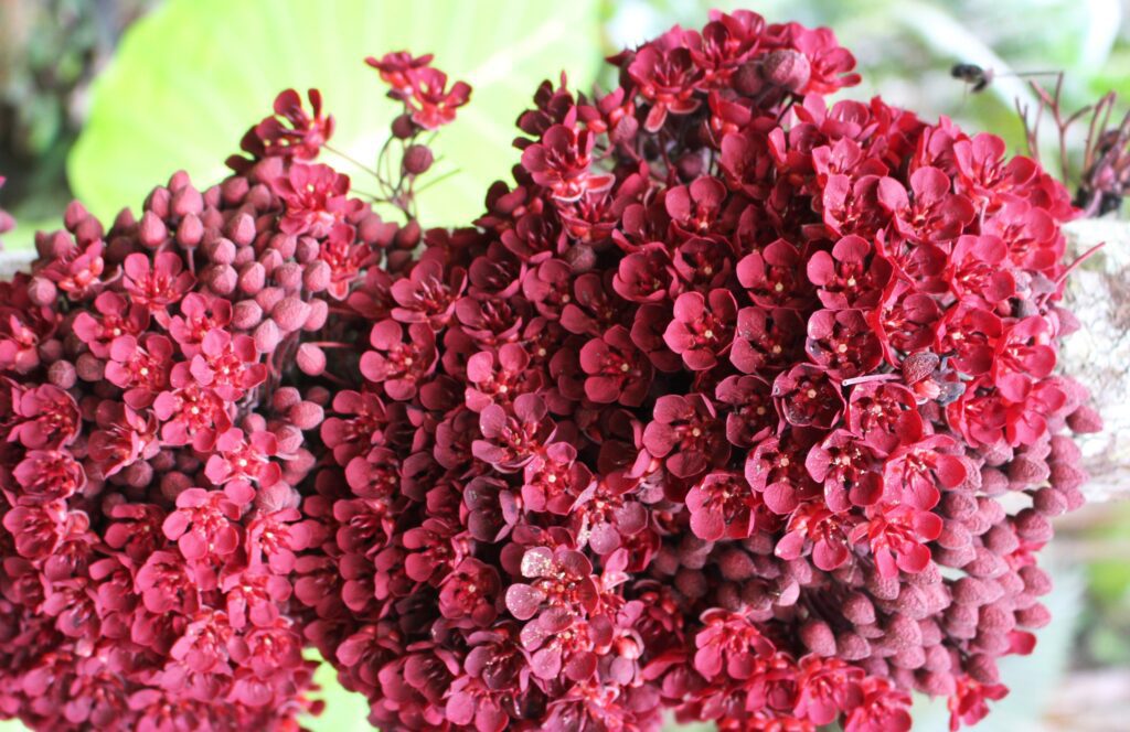 Em Manaus, pesquisa analisa perfis químicos de Plantas Não Convencionais para chás e fermentados  