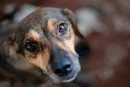 Governo do Estado sanciona Código de Direito e Bem-Estar Animal do Amazonas