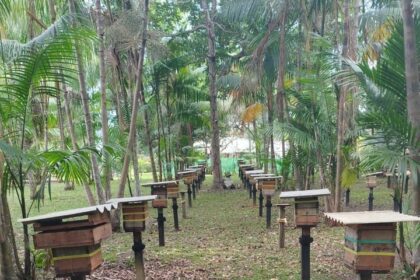 Meliponicultores do Amazonas têm até 2025 para regularizarem planteis