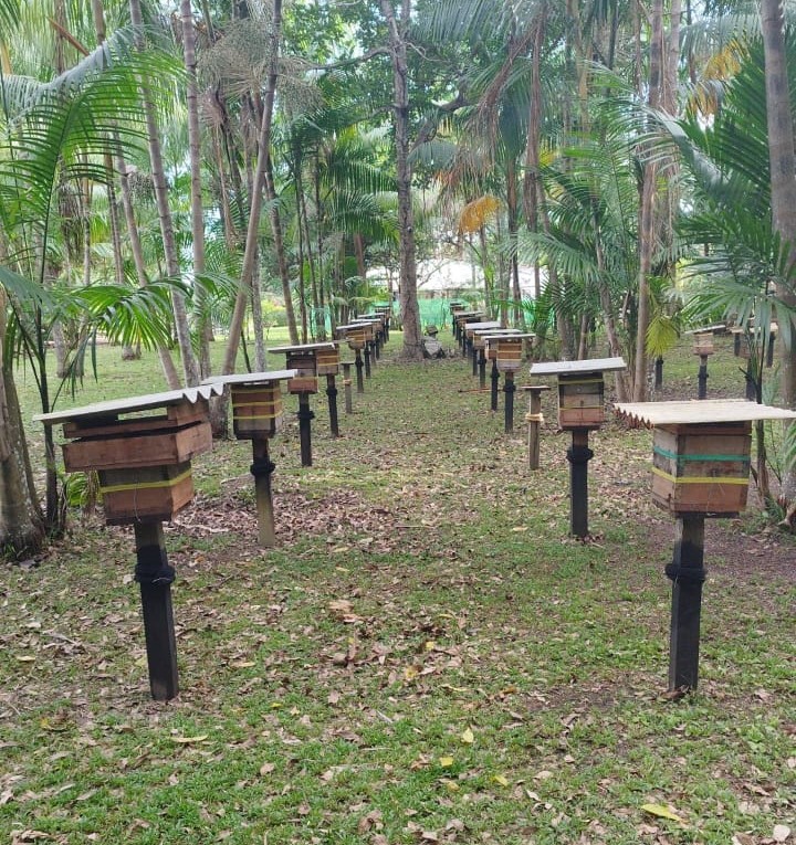 Meliponicultores do Amazonas têm até 2025 para regularizarem planteis