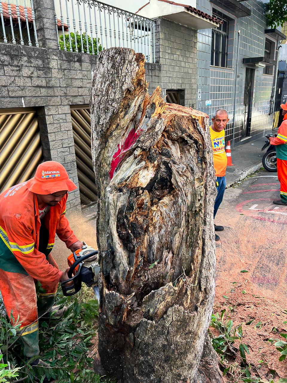 Prefeitura de Manaus realiza manejo preventivo em árvores