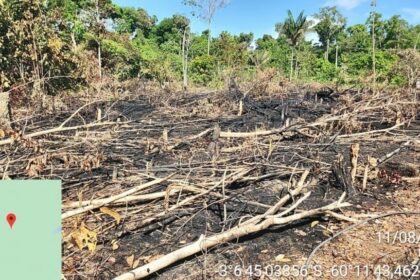 Crimes contra o meio ambiente: PC-AM apresenta balanço das operações realizada no segundo semestre de 2023