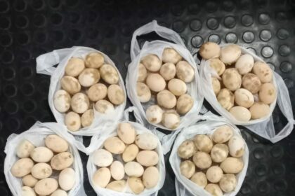 Base Fluvial Arpão 2: Policiais apreendem ovos de tartaruga e quelônios em embarcação