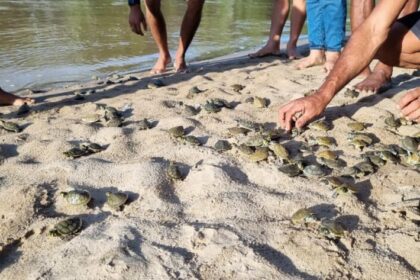 População de quelônios soltos na Reserva Extrativista do Rio Gregório aumenta 99%, em seis anos