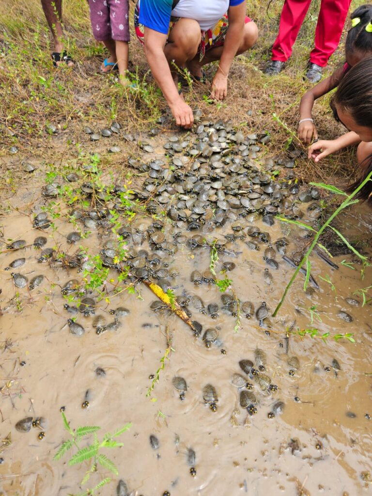 Em trabalho comunitário, mais de 800 filhotes de quelônios são devolvidos à natureza na RDS Rio Madeira