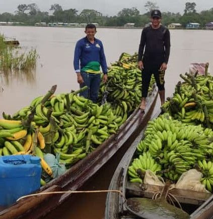 Idam orienta agricultores familiares sobre a Sigatoka Negra nas lavouras de banana no Amazonas
