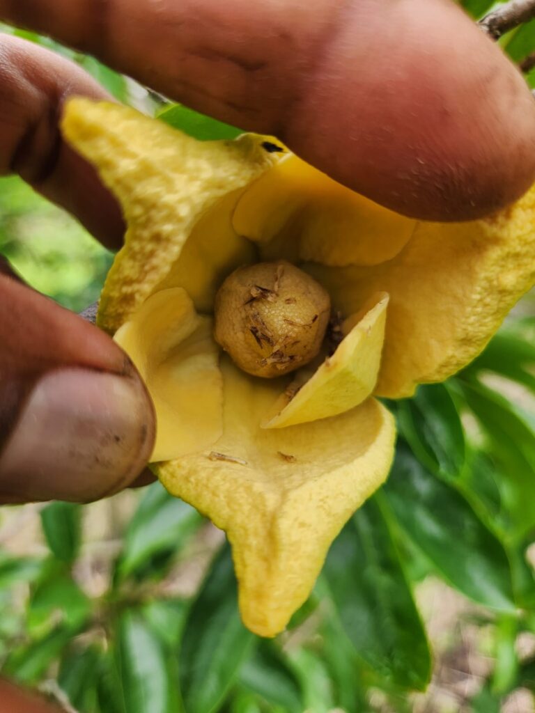 Manaquiri: plantação de graviola recebe polinização artificial realizada pelo Idam
