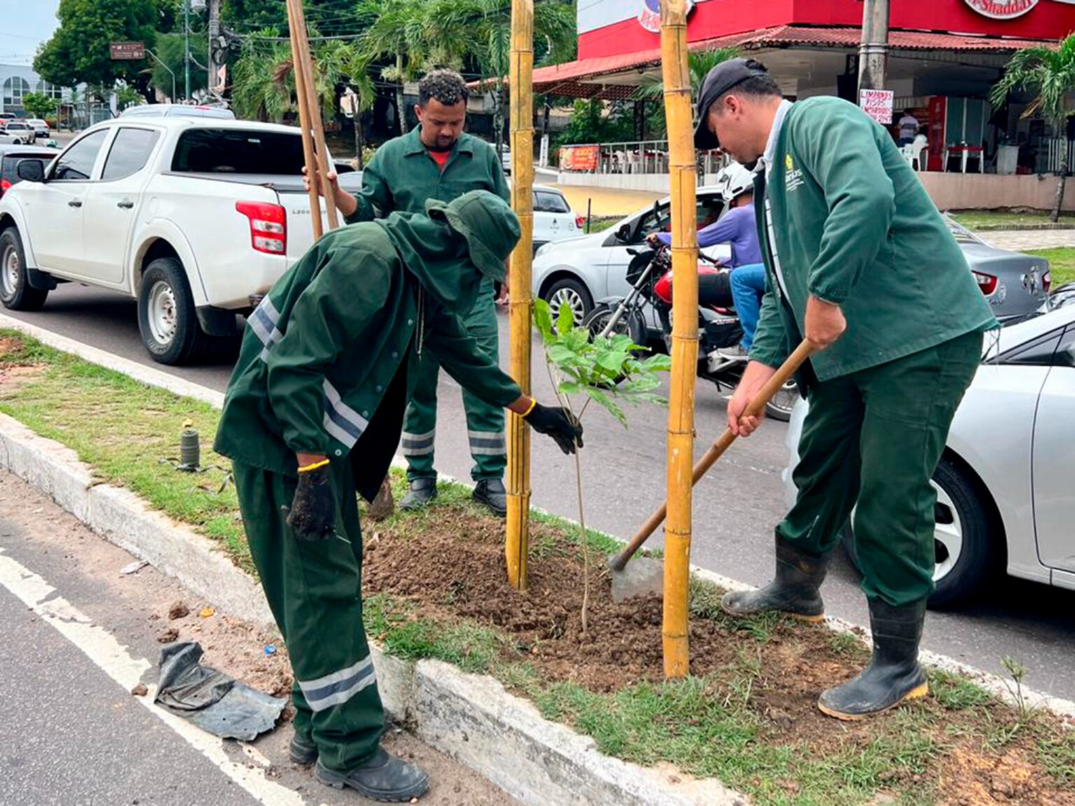 Prefeitura realiza plantio e manutenção da arborização
