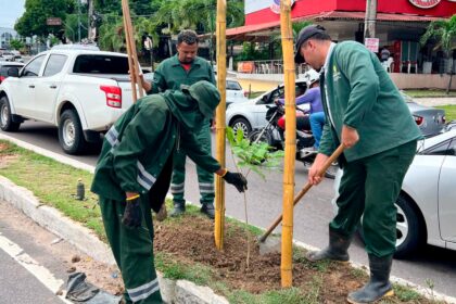 Prefeitura realiza plantio e manutenção da arborização