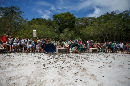 Mais de 25 mil filhotes de quelônios são devolvidos à natureza na RDS do Uatumã