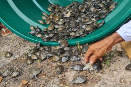 Em sua primeira soltura, RDS Juma devolve 604 filhotes de quelônios à natureza