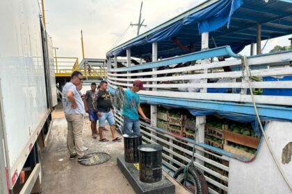 Balcão de Agronegócios auxilia no escoamento de mais de três toneladas de mamão