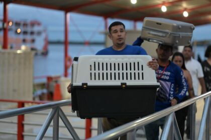 Com apoio de Joana Darc, animal atacado por terçado, em Japurá, chega em Manaus para atendimento médico veterinário