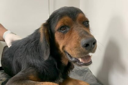 Deputada Joana Darc denuncia omissão de socorro a animal atropelado