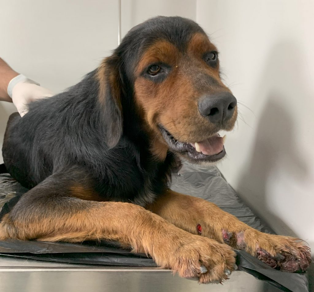 Deputada Joana Darc denuncia omissão de socorro a animal atropelado