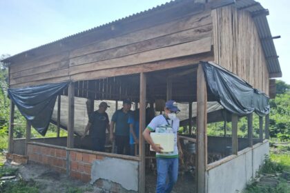 Em Novo Airão, Idam garante imunização de 900 aves de postura contra doenças respiratórias